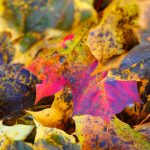 Herbstlaub, Ahornblätter, bunt, buntes Laub