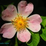 Wildrose, Heckenrose, Wildrosenblüte