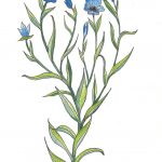 Kunst Malerei Zeichnung Lein Botanische Illustration Flachs