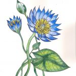 Kunst Malerei Zeichnung Botanische Illustration