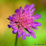 Wiesenwitwenblume; Knautia arvensis
